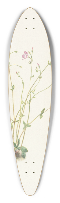 Mary Vaux Walcott - Naiad Springbeauty. Claytonia parvifolia 39.3 inch art pintail longboard deck