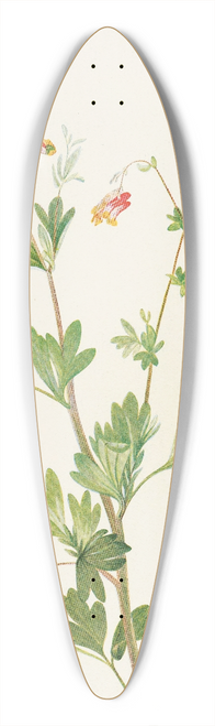 Mary Vaux Walcott - Pink Fumeroot. (Capnoides sempervirens) 39.3 inch art pintail longboard deck