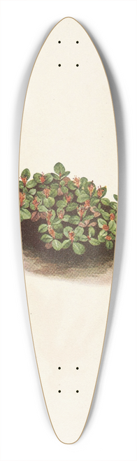 Mary Vaux Walcott - Snow Willow. Salix nivalis 39.3 inch art pintail longboard deck