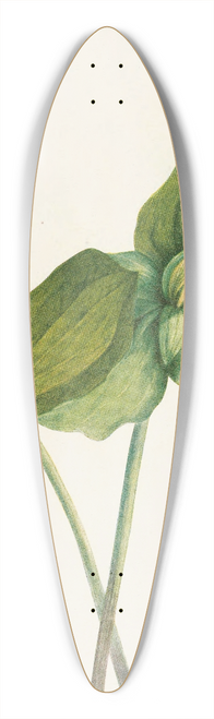 Mary Vaux Walcott - Toad Trillium. (Trillium sessile) 39.3 inch art pintail longboard deck