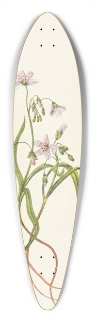 Mary Vaux Walcott - Virginia Springbeauty. Claytonia virginica 39.3 inch art pintail longboard deck