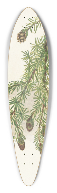 Mary Vaux Walcott - Western Hemlock. Tsuga heterophylla 39.3 inch art pintail longboard deck