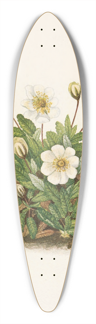 Mary Vaux Walcott - White Dryad (flower). Dryas octopetala 39.3 inch art pintail longboard deck