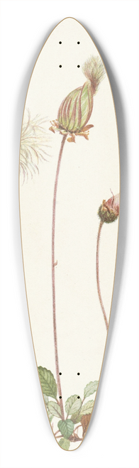 Mary Vaux Walcott - Yellow Dryad (fruit). Dryas drummondii 39.3 inch art pintail longboard deck