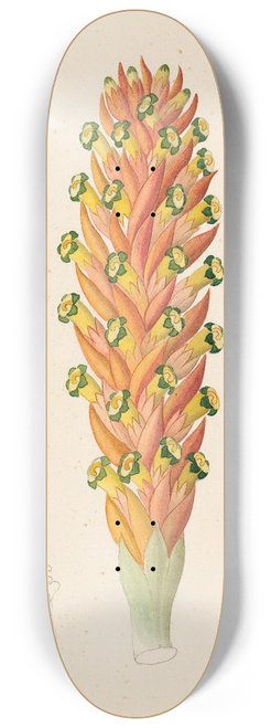Clemenz Heinrich Wehdemann - Didinamia angiosperma [Harveya hyobanchoides] 8.25 inch art skate deck