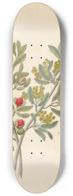 Clemenz Heinrich Wehdemann - Octandria Monog. [Pappea capensis] 8.25 inch art skate deck