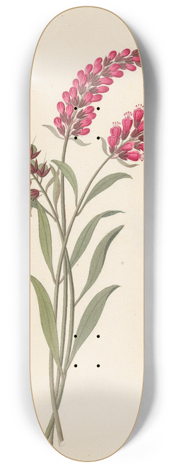Clemenz Heinrich Wehdemann - Pentand. Monog. [Lysimachia nutans] 8.25 inch art skate deck