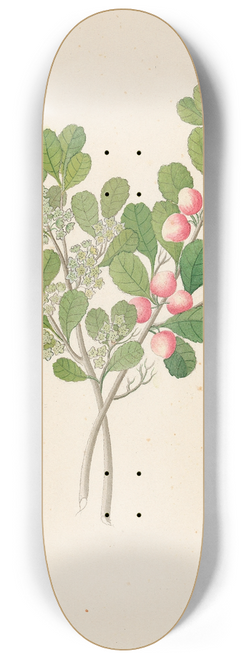 Clemenz Heinrich Wehdemann - Rhamnus [Cassine aethiopica (=Mystroxylon aethiopicum)] 8.25 inch art skate deck