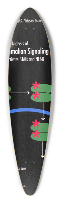 National Institutes of Health - Genetic analysis of mammalian signaling pathways that activate STATs and NFkB 39.3 inch art pintail longboard deck
