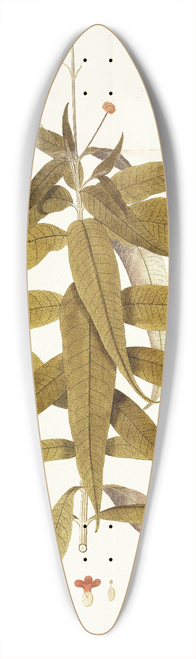 Nikolaus Joseph Freiherr von Jacquin - Budlea capitata 39.3 inch art pintail longboard deck