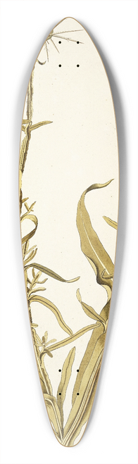 Nikolaus Joseph Freiherr von Jacquin - Centaurea verutum 39.3 inch art pintail longboard deck
