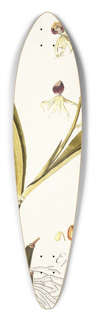 Nikolaus Joseph Freiherr von Jacquin - Epidendrum cochleatum 39.3 inch art pintail longboard deck