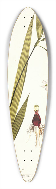 Nikolaus Joseph Freiherr von Jacquin - Moraea palmifolia 39.3 inch art pintail longboard deck