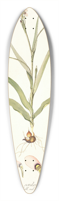 Nikolaus Joseph Freiherr von Jacquin - Moraea sordescens 39.3 inch art pintail longboard deck