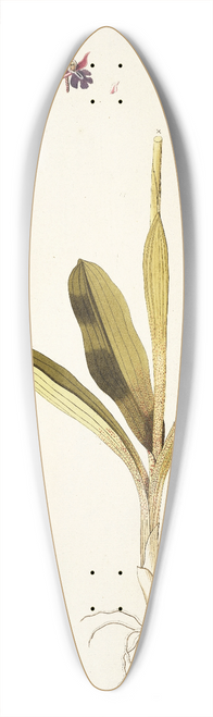 Nikolaus Joseph Freiherr von Jacquin - Orchis mascula 39.3 inch art pintail longboard deck