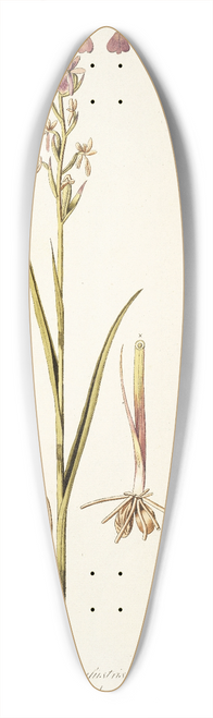Nikolaus Joseph Freiherr von Jacquin - Orchis palustris 39.3 inch art pintail longboard deck