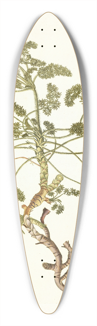 Nikolaus Joseph Freiherr von Jacquin - Pelargonium hirtum 39.3 inch art pintail longboard deck