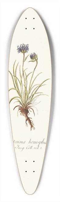 Nikolaus Joseph Freiherr von Jacquin - Phyteuma hemisphaerica 39.3 inch art pintail longboard deck