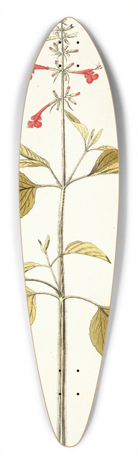 Nikolaus Joseph Freiherr von Jacquin - Salvia pseudococcinea 39.3 inch art pintail longboard deck