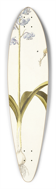 Nikolaus Joseph Freiherr von Jacquin - Scilla hyacinthoides 39.3 inch art pintail longboard deck