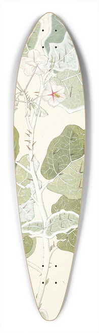 Nikolaus Joseph Freiherr von Jacquin - Solanum marginatum 39.3 inch art pintail longboard deck