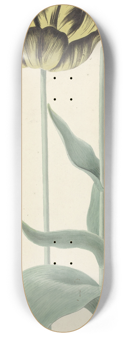 Cornelis van Noorde - De tulp Bizard Catafalque 8.25 inch art skate deck