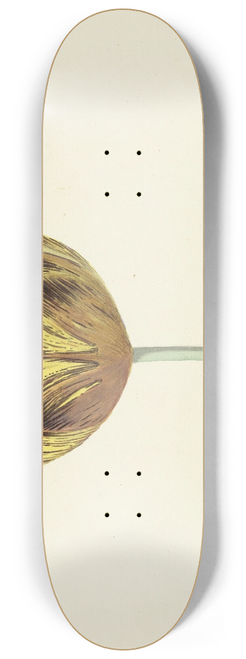 Cornelis van Noorde - Tulp genaamd Bizard Sub. A 8.25 inch art skate deck