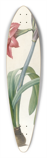 Pierre Joseph Redout - Amaryllis brasiliensis (Brazilian Amaryllis) 39.3 inch art pintail longboard deck