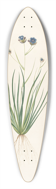Pierre Joseph Redout - Les liliacees Pl.41 39.3 inch art pintail longboard deck