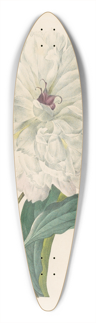 Pierre Joseph Redout - Paeonia flagrans (Peony) 39.3 inch art pintail longboard deck