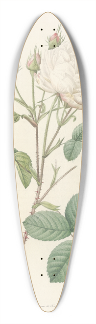 Pierre Joseph Redout - Rosa Centifolia Mutabilis 39.3 inch art pintail longboard deck