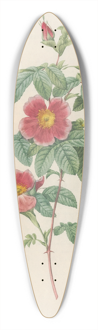 Pierre Joseph Redout - Rosa Cinnamomea Flore Simplici 39.3 inch art pintail longboard deck