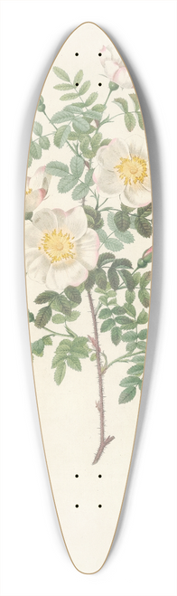 Pierre Joseph Redout - Rosa Pimpinellifolia Mariaeburgensis 39.3 inch art pintail longboard deck