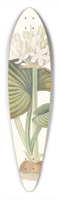 Priscilla Susan Bury - Pancratium Amboinense 39.3 inch art pintail longboard deck