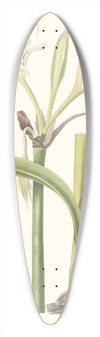 Priscilla Susan Bury - Pancratium Calathinum. 39.3 inch art pintail longboard deck