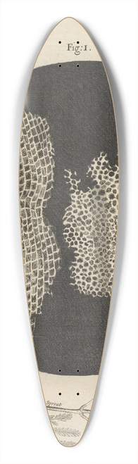 Robert Hooke - Microscopic view of cork and sprouts 39.3 inch art pintail longboard deck