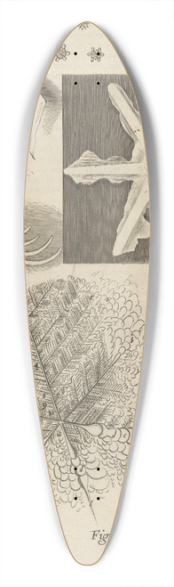 Robert Hooke - Microscopic view of several kinds of frozen figures 39.3 inch art pintail longboard deck