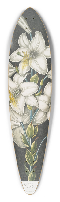 Robert John Thornton - The White Lily, With Varigated-Leaves. 39.3 inch art pintail longboard deck