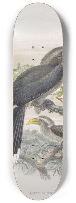 Daniel Giraud Elliot - Tockus griseus 8.25 inch art skate deck