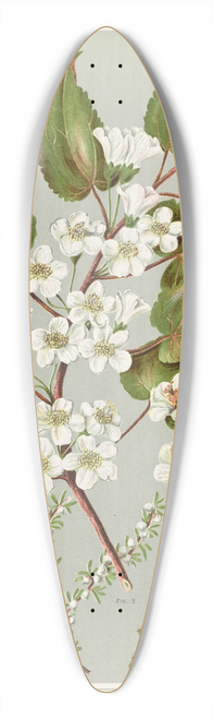 Sarah Featon - Fig 1.  Plagianthus divaricatus. Fig 2.  Plagianthus lyallii. Fig 3.  Hibiscustrionum Plate 11 39.3 inch art pintail longboard deck