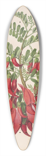 Sarah Featon - Kowhai-ngutu-kaka. Clianthus puniceus 39.3 inch art pintail longboard deck