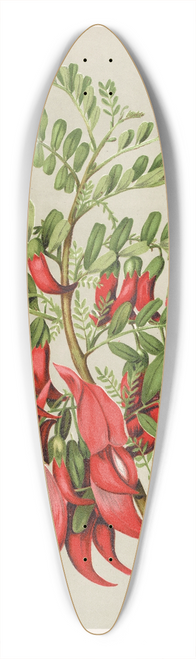 Sarah Featon - Kowhai-Ngutu-Kaka.  Clianthus puniceus. Plate 27 39.3 inch art pintail longboard deck
