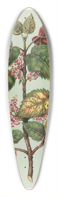 Sarah Featon - Makomako.  Aristotelia racemosa. Plate 14 39.3 inch art pintail longboard deck