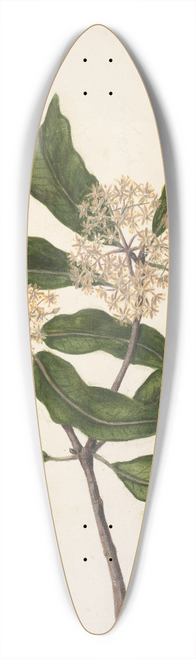 Sarah Featon - Tarata, Pittosporum eugenioides 39.3 inch art pintail longboard deck