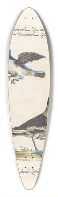 Saverio Manetti - Ornithologia methodice digesta Pl.060 39.3 inch art pintail longboard deck