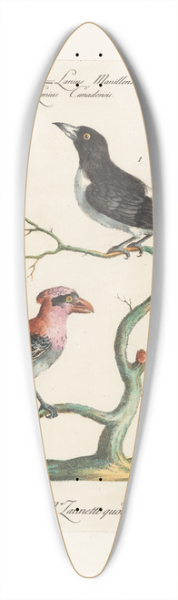 Saverio Manetti - Ornithologia methodice digesta Pl.062 39.3 inch art pintail longboard deck