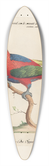 Saverio Manetti - Ornithologia methodice digesta Pl.105 39.3 inch art pintail longboard deck
