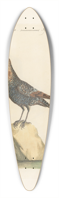 Saverio Manetti - Ornithologia methodice digesta Pl.293 39.3 inch art pintail longboard deck