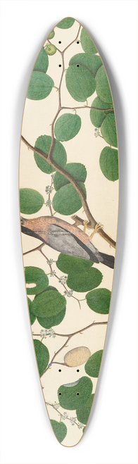 Sheikh Zain al-Din - Brahminy Starling with Two Antheraea Moths, Caterpillar, and Cocoon on Indian Jujube Tree 39.3 inch art pintail longboard deck