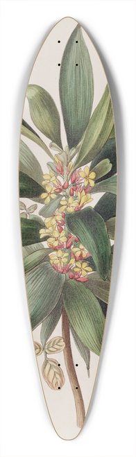Sydenham Edwards - The Shrubby Wood-sorrel 39.3 inch art pintail longboard deck